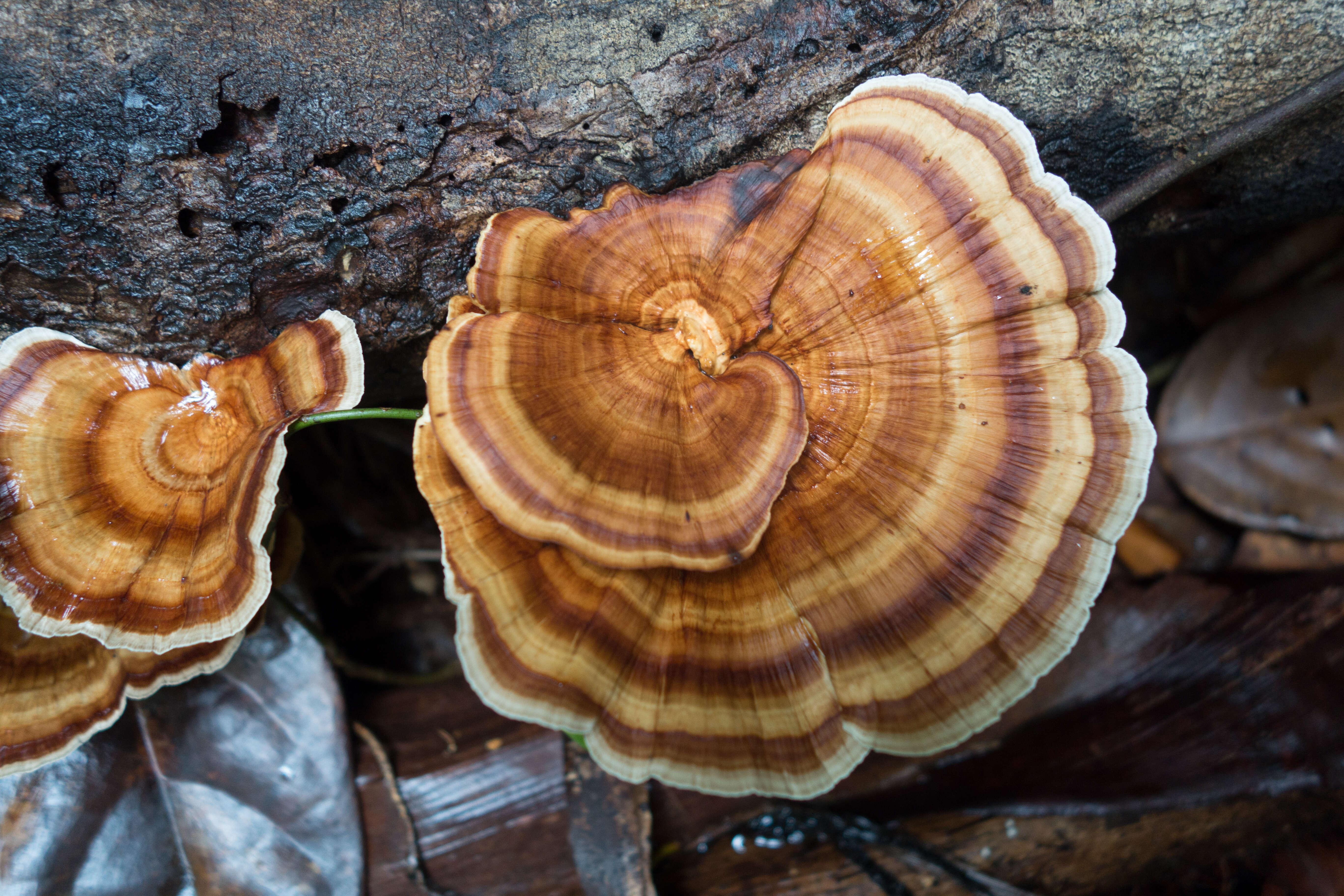 Image de Microporus xanthopus (Fr.) Kuntze 1898