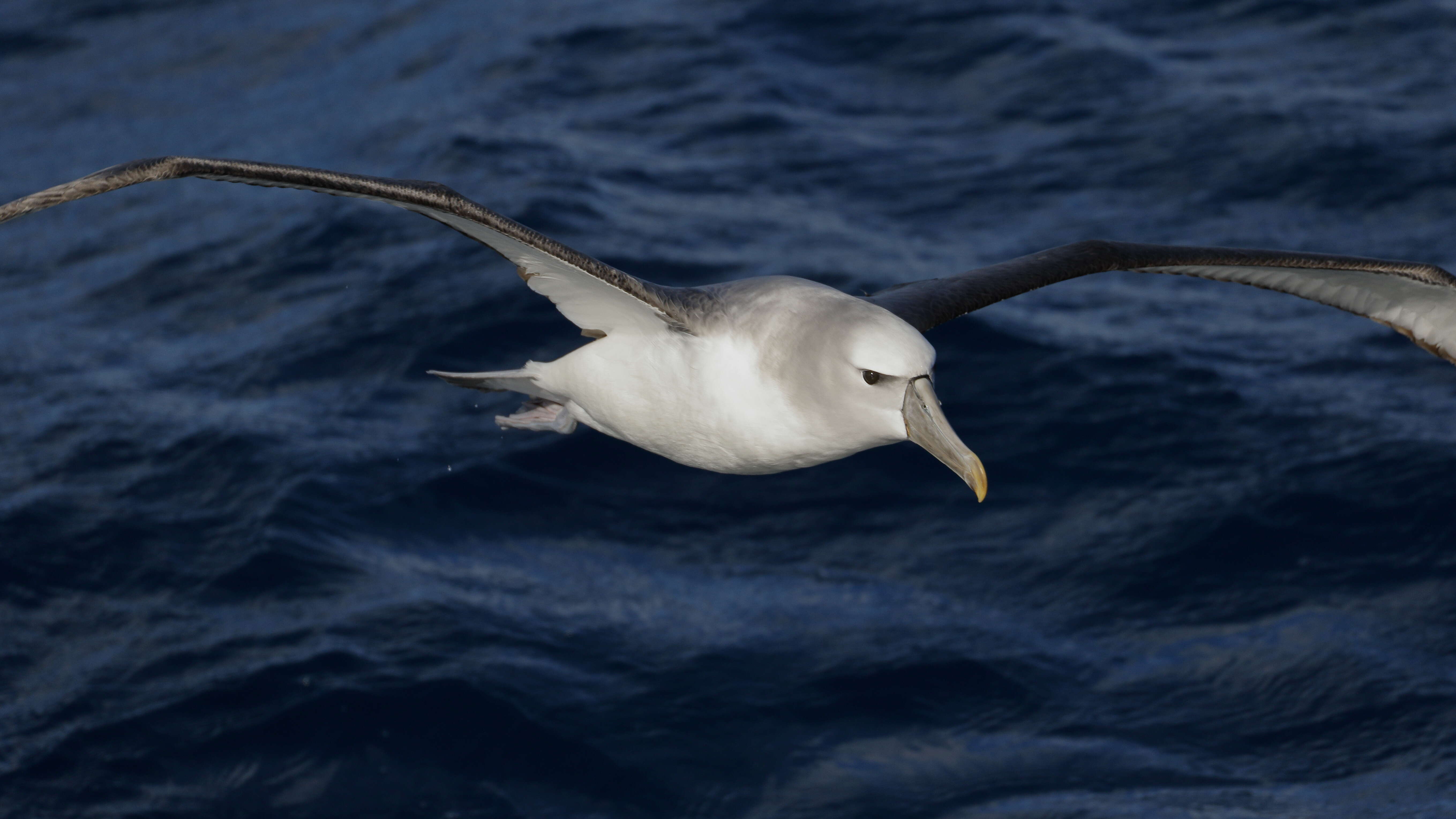 Image of Shy Albatross