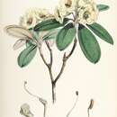 Imagem de Rhododendron lanatum Hook. fil.