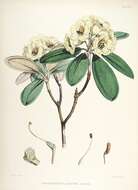 Imagem de Rhododendron lanatum Hook. fil.