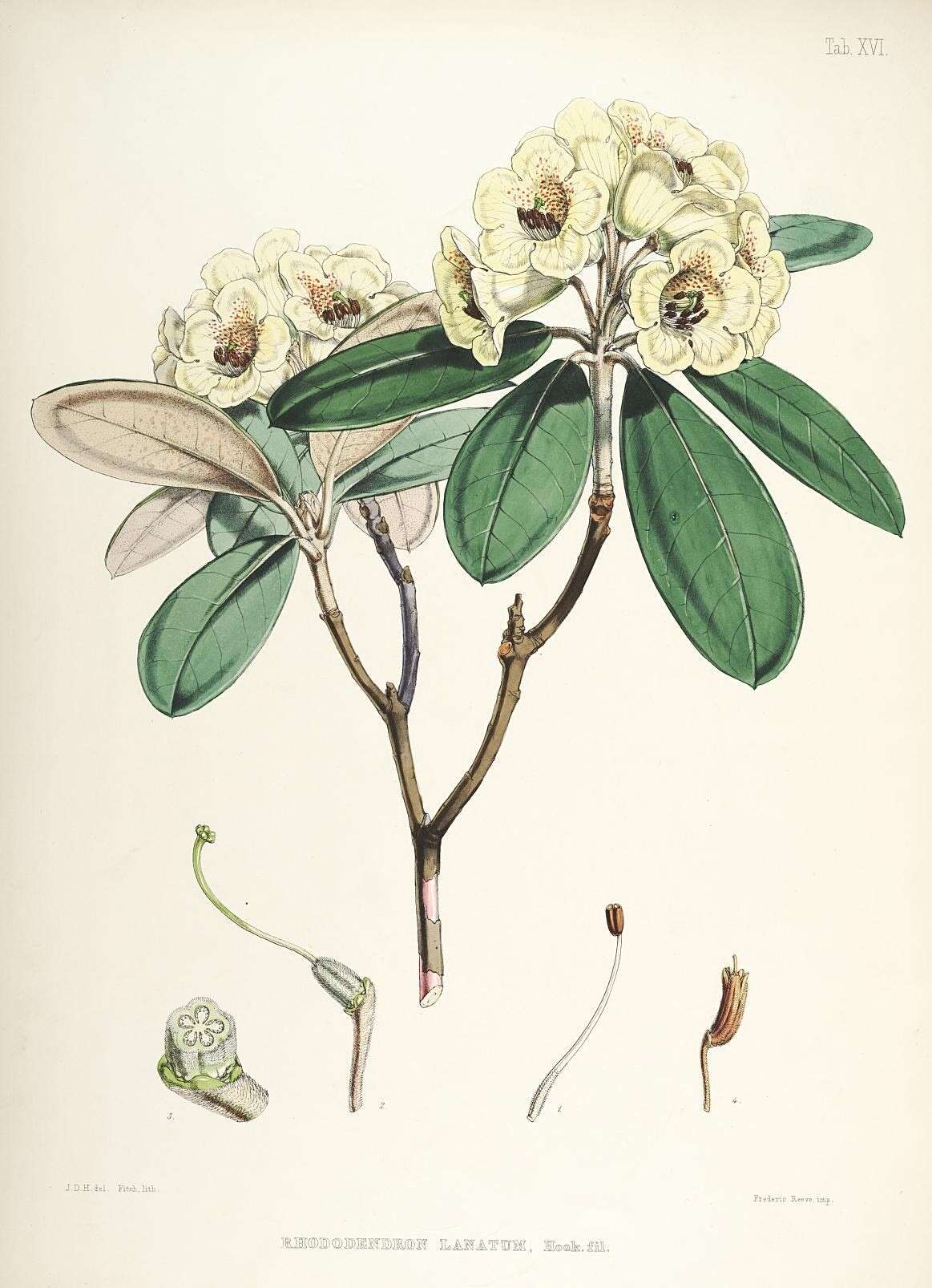 Sivun Rhododendron lanatum Hook. fil. kuva