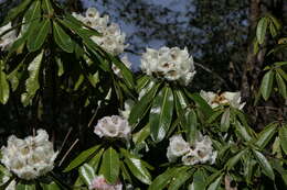 Image of Rhododendron grande Wight