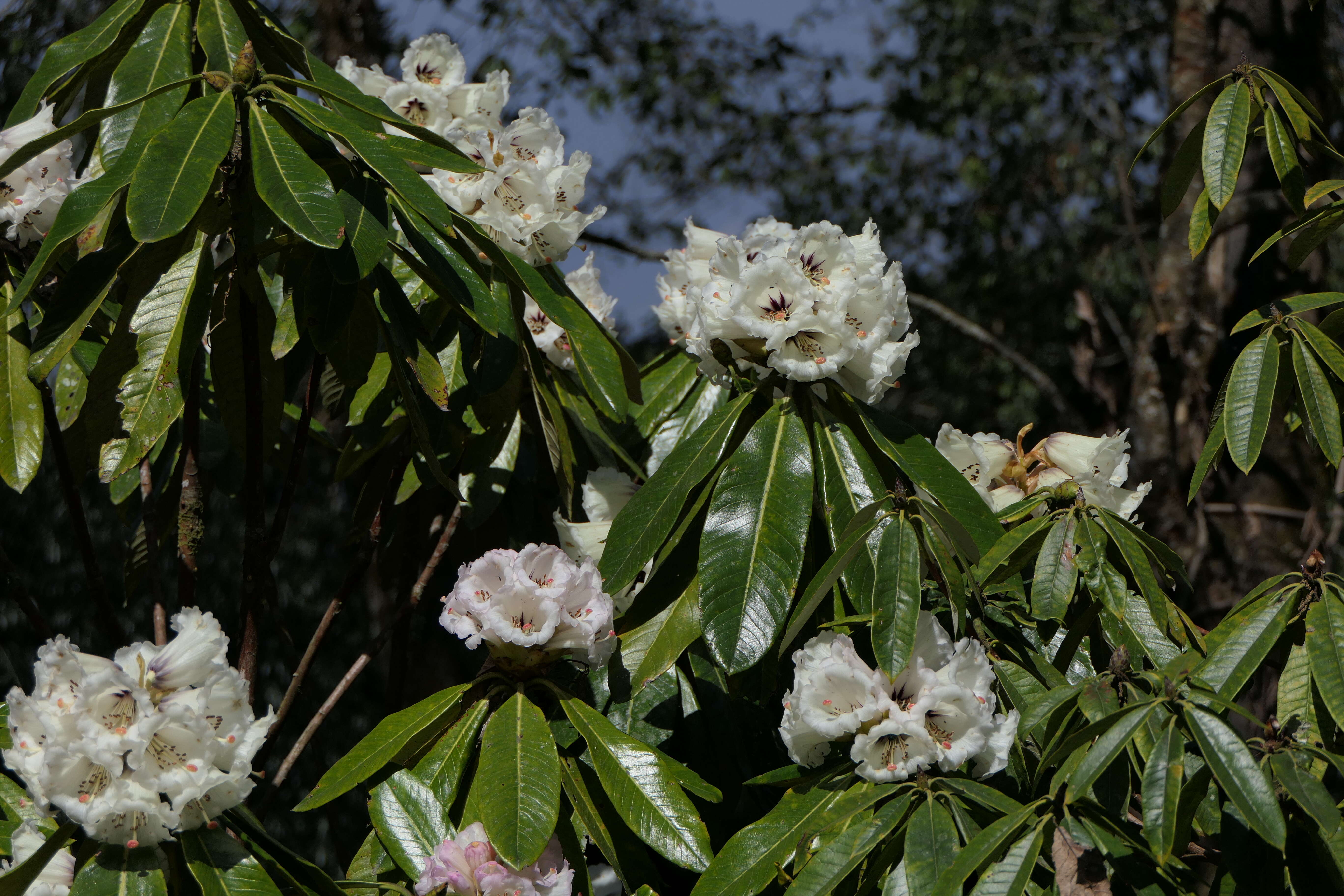 Imagem de Rhododendron grande Wight