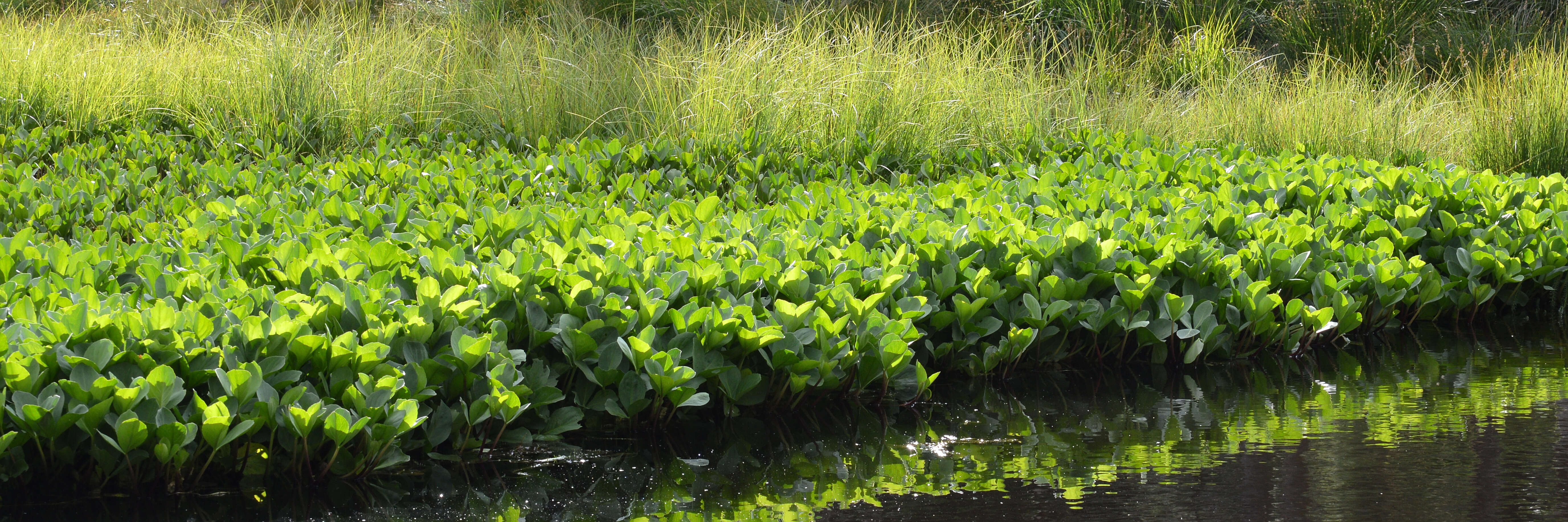 Image of bogbean