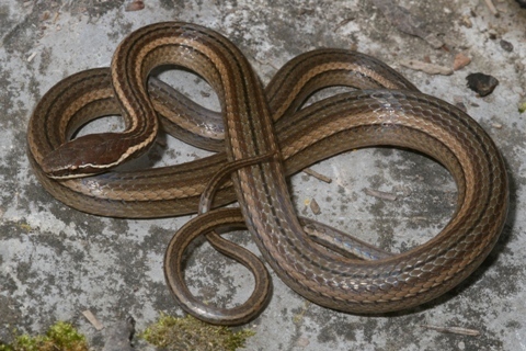 Nuevo León Graceful Brown Snake - Encyclopedia of Life