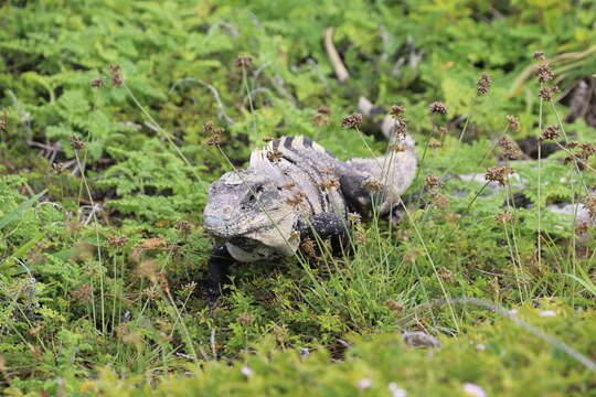 Image of Ctenosaura