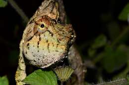 Image of Malagasy Giant Chameleon