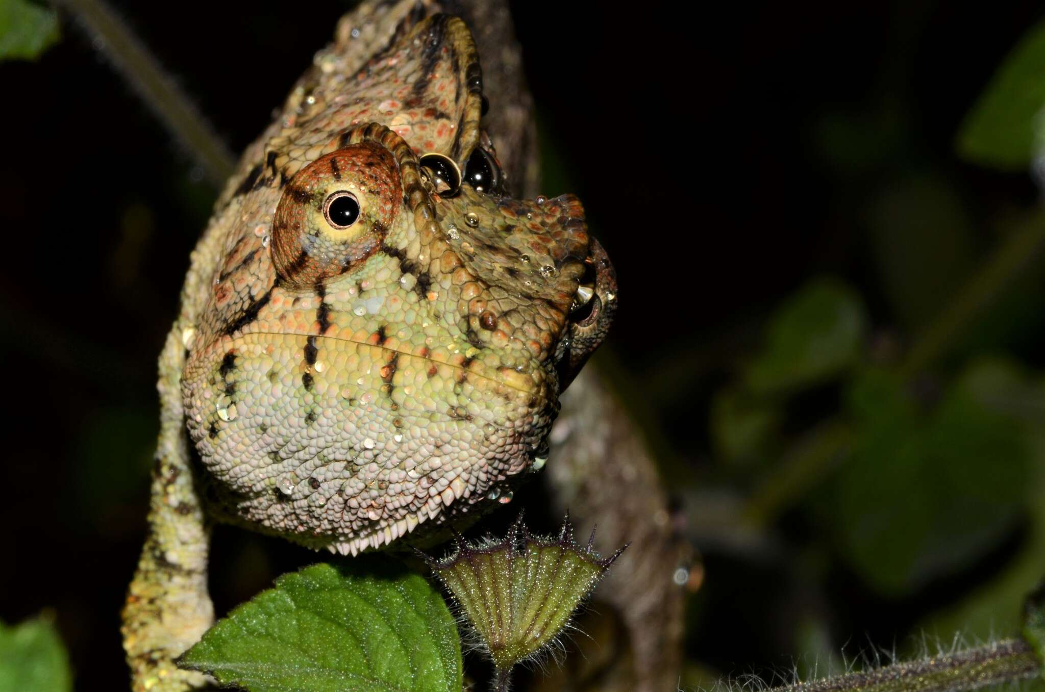 Image of Malagasy Giant Chameleon