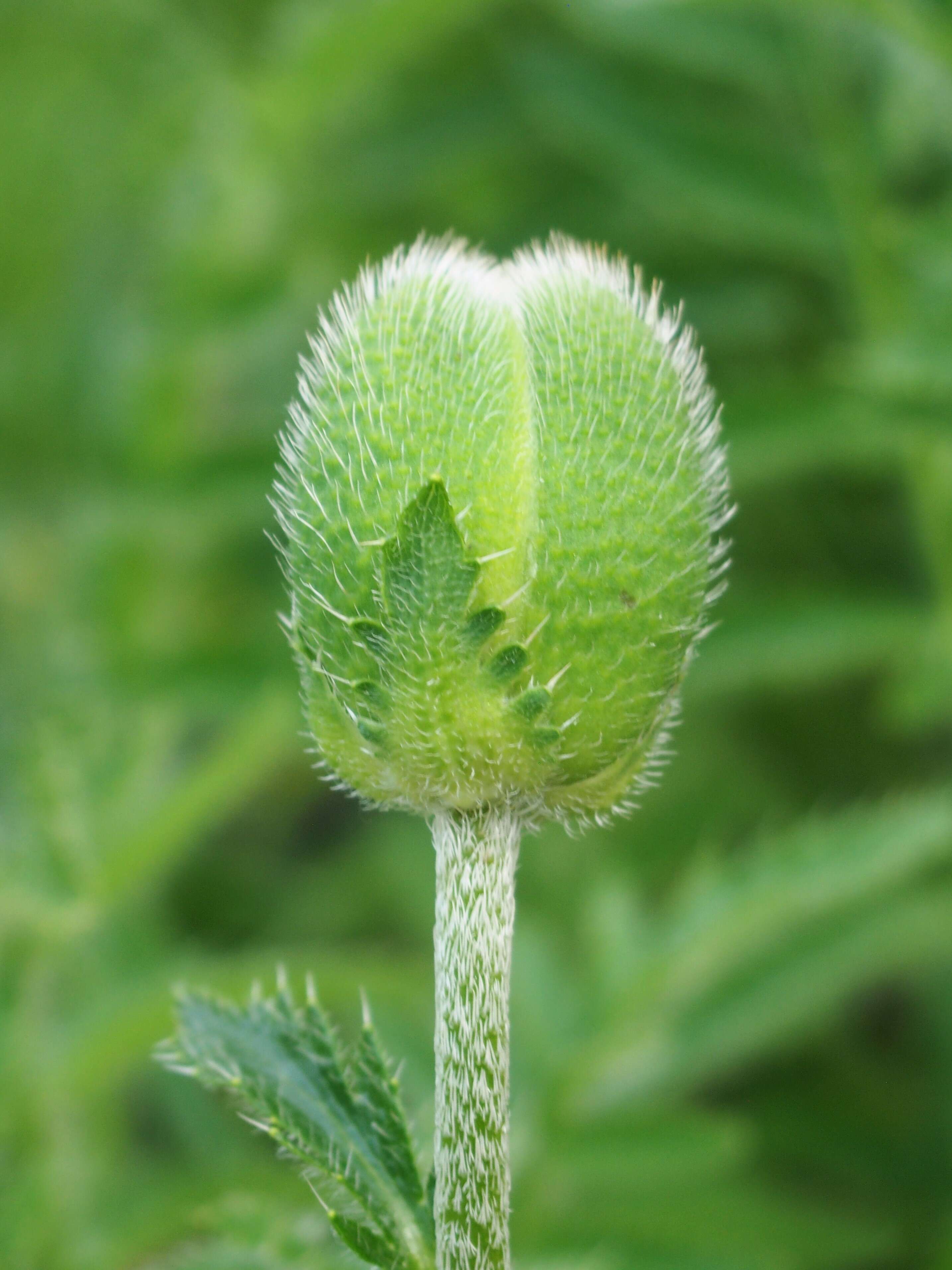 Image of Oriental poppy