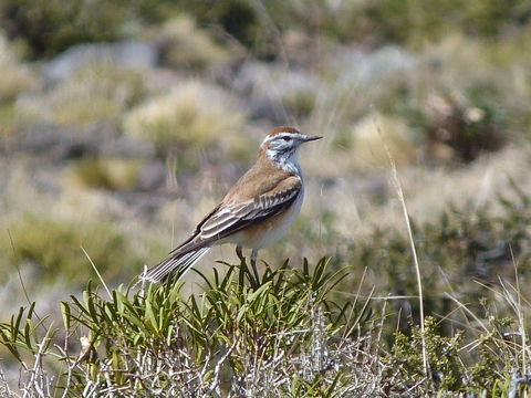 Image of Rusty-backed Monjita