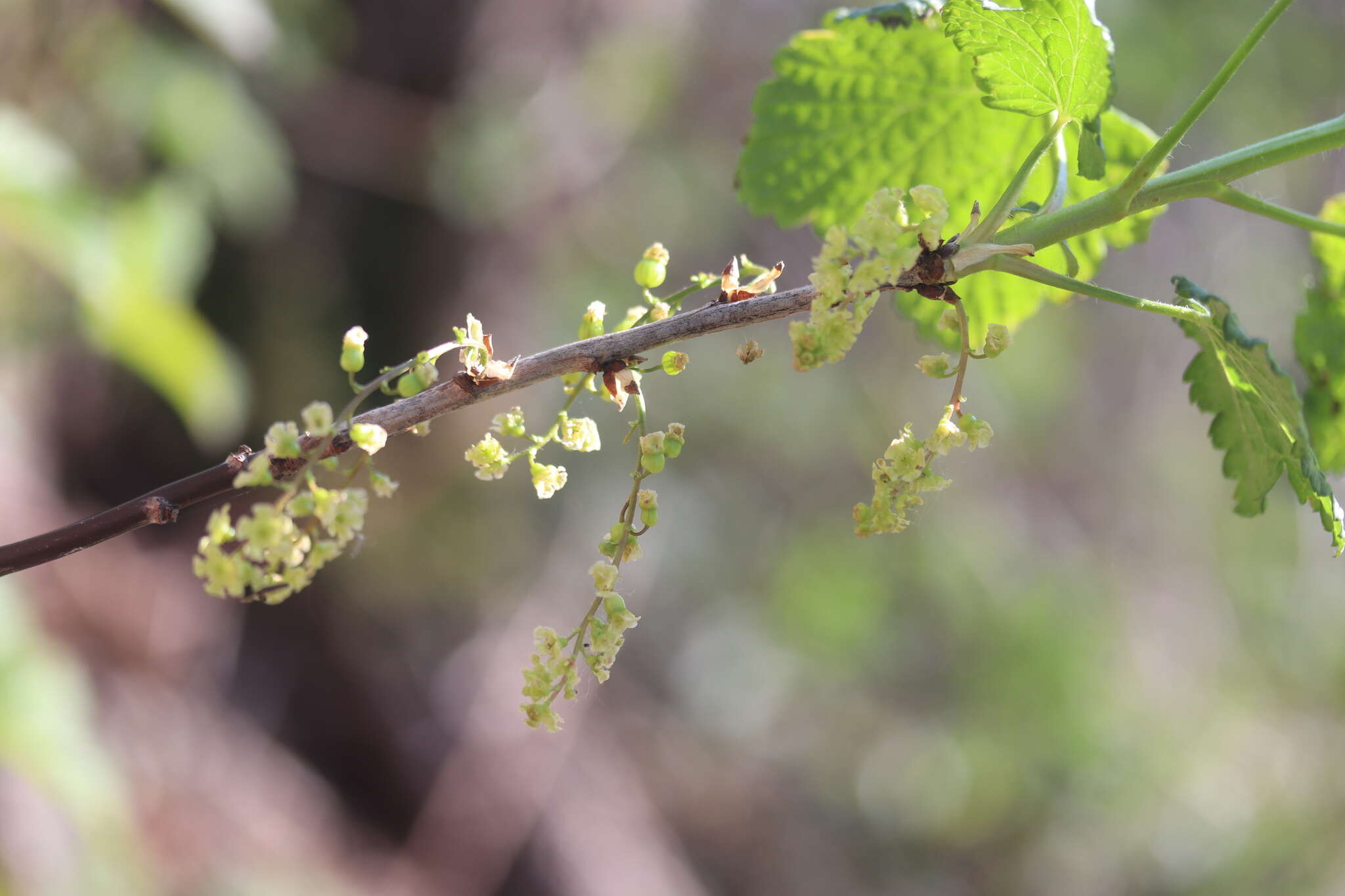 Image of Red Currant