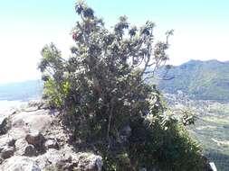 Image of Trochetia boutoniana F. Friedmann