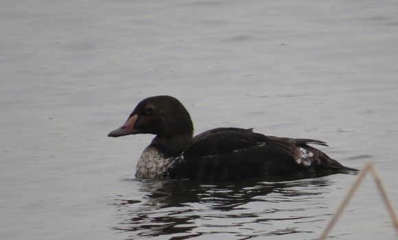 Image of King eider
