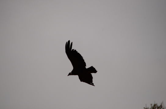18.https www inaturalist org photos 1581337.580x360