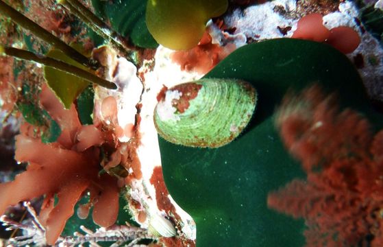 18.https www inaturalist org photos 1581564.580x360