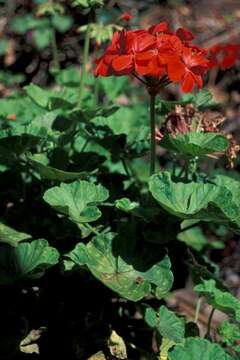 Imagem de Pelargonium