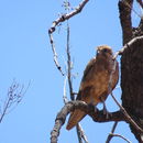 Image of Brown falcon
