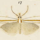 Imagem de Orocrambus ephorus Meyrick 1885