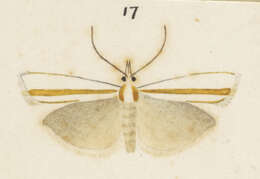 Imagem de Orocrambus ephorus Meyrick 1885