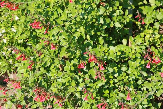 Imagem de Salvia officinalis L.