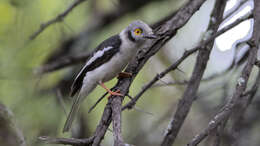 Prionops plumatus (Shaw 1809)的圖片