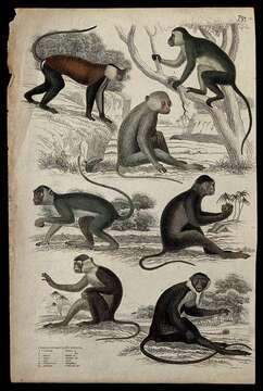 Слика од Cercopithecus erythrotis Waterhouse 1838