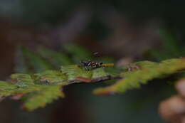 Image of Compsistis bifaciella Walker 1864