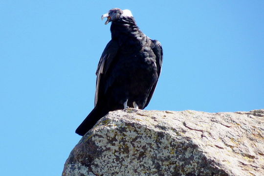 18.https www inaturalist org photos 1583546.580x360