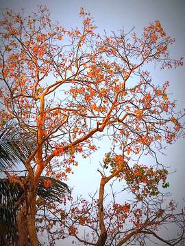 Image of Erythrina verna Vell.