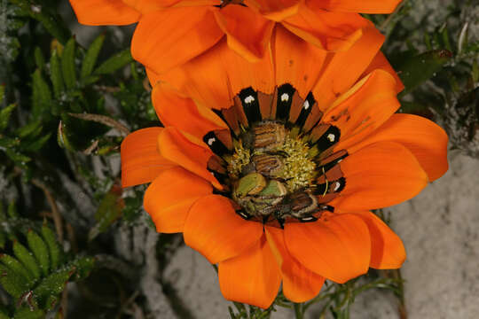 Imagem de Gazania pectinata (Thunb.) Hartweg