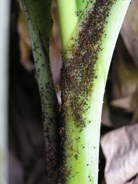 Image of Banana aphid