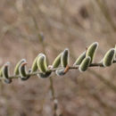 Image of <i>Salix gracilistyla</i>