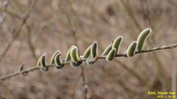 Image of <i>Salix gracilistyla</i>