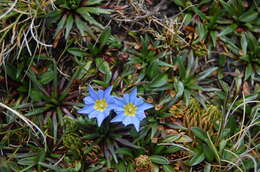 صورة Gentiana prostrata Haenke