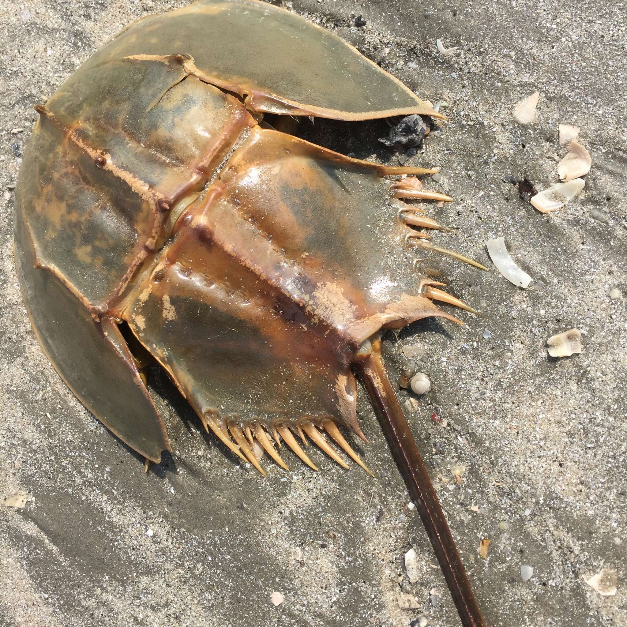 Image of Horseshoe Crab