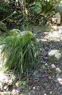 Carex hispida Willd. ex Schkuhr resmi