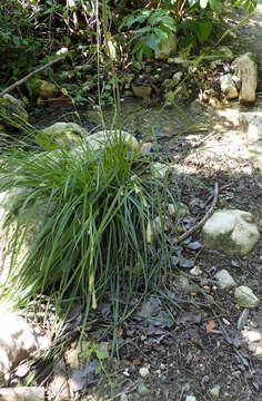 Carex hispida Willd. ex Schkuhr resmi