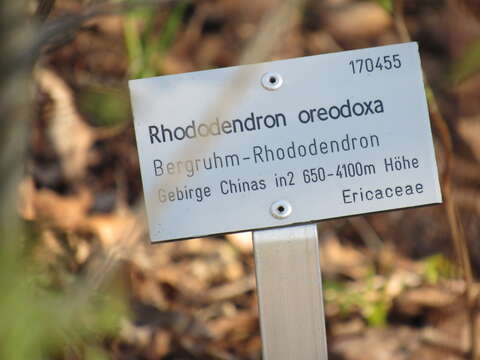 Image of Rhododendron oreodoxa Franch.