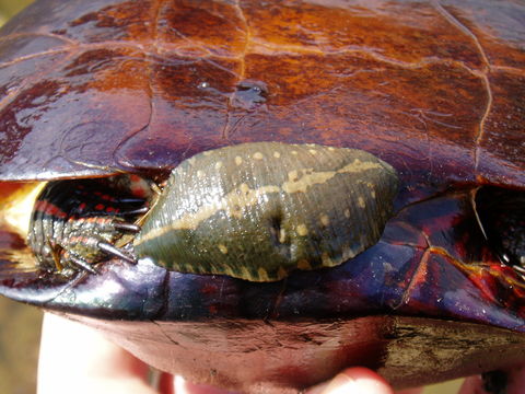 Image of <i>Placobdella parasitica</i> (Say 1824)