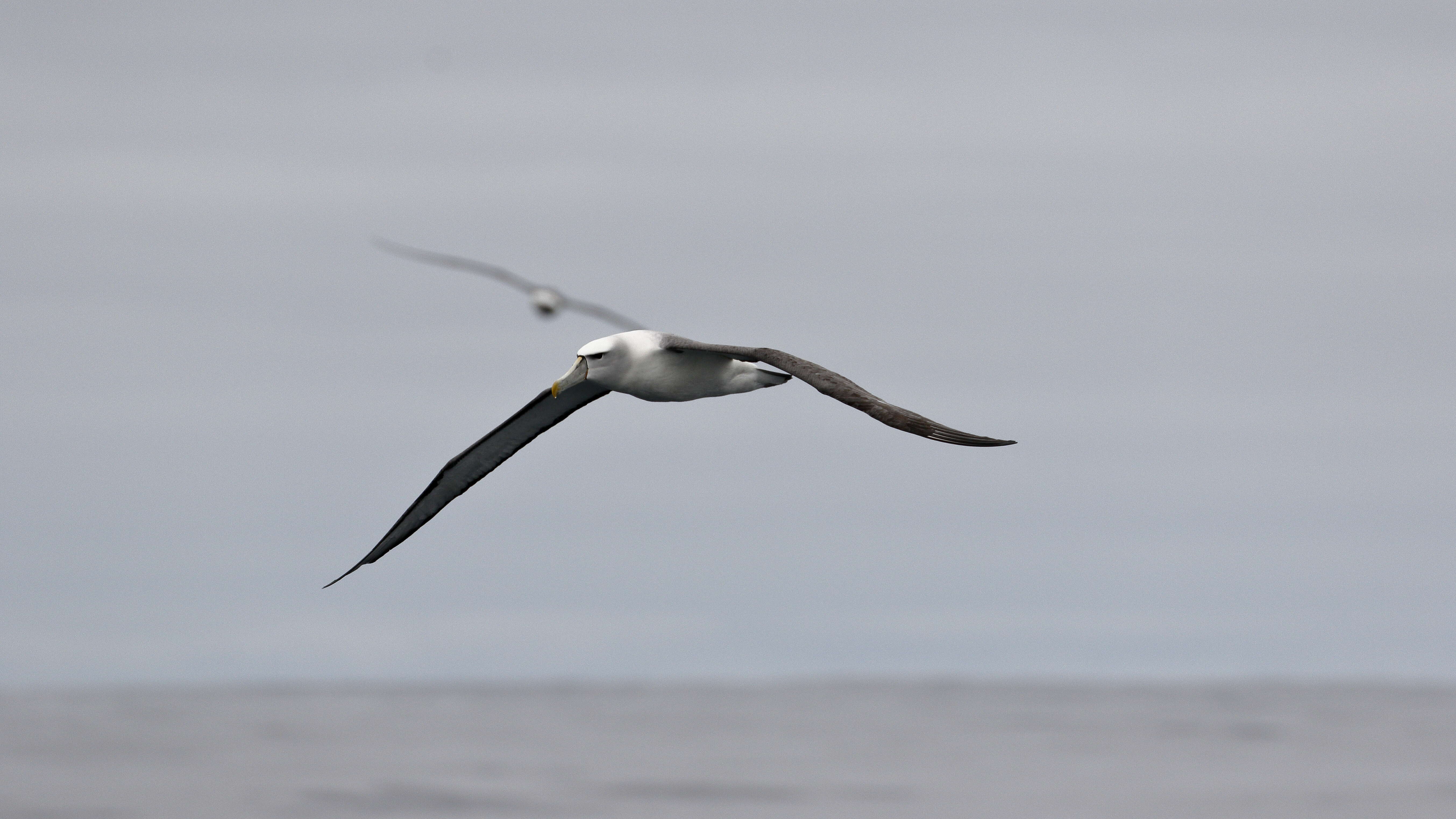 Image of Shy Albatross