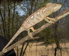 Image of Malagasy Giant Chameleon