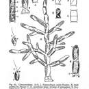 صورة Phaeothamniophyceae