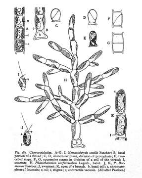 Plancia ëd Phaeothamniophyceae