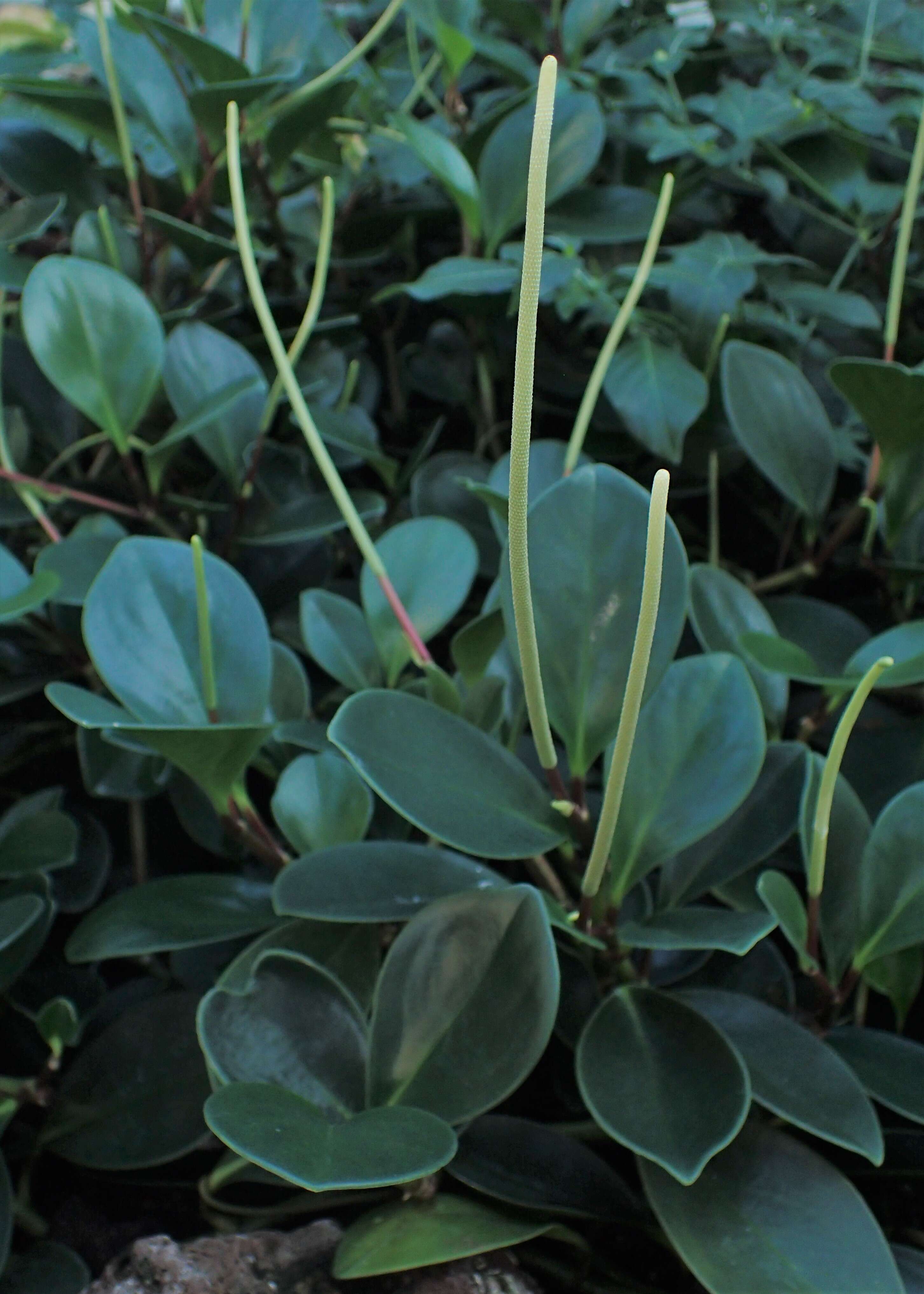 Image of spoonleaf peperomia