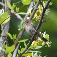 Image of Indigo Bunting