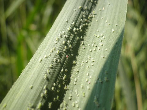 18.https www inaturalist org photos 158752.580x360