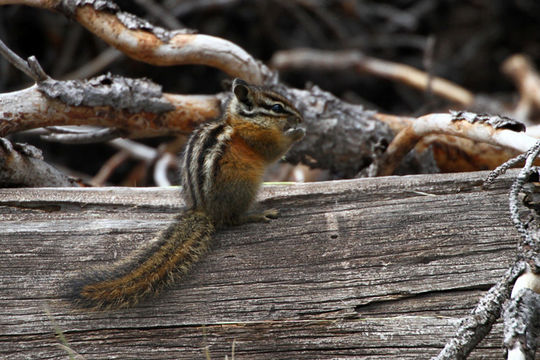 Image of Yellow Pine Chipmunk