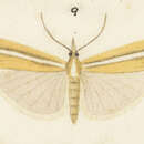 Image of Orocrambus crenaeus Meyrick 1885