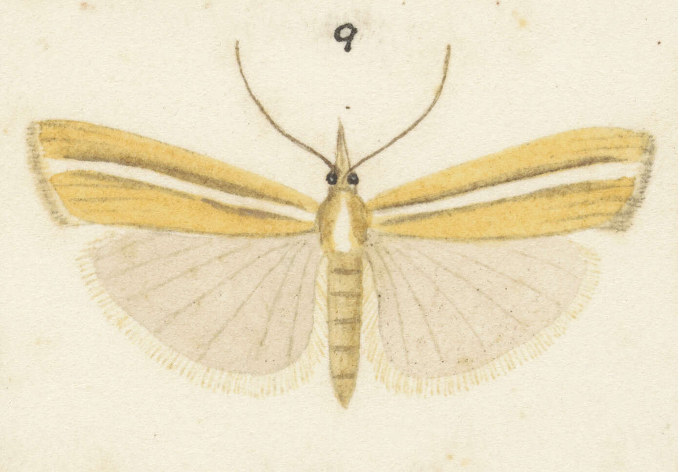 Image of Orocrambus crenaeus Meyrick 1885