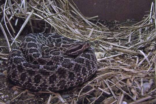 Image of Black massasauga